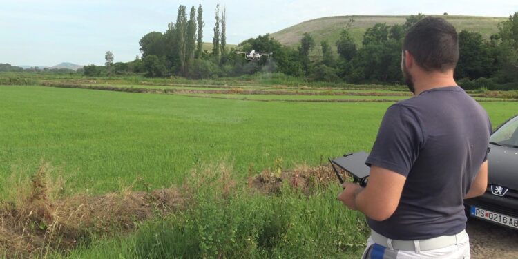 Почна прскањето со дрон против плевелите во оризовите ниви