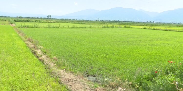 Заврши сеидбата на оризот во Кочанско на планираните 3.500 хектари