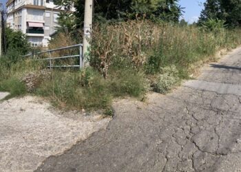 Џунгла на асфалтот во Кочани