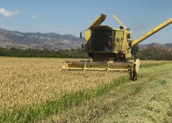 Почна жетвата на оризот, првите комбајни влегоа во атарот на Зрновци