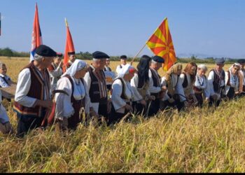 Традиционално рачно зажнејување на оризот во рамки на „Деновите на кочанскиот ориз 2023“