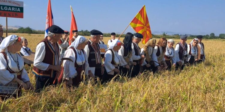 Традиционално рачно зажнејување на оризот во рамки на „Деновите на кочанскиот ориз 2023“