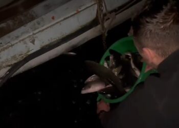 Браната Гратче и Прибачевска Бара порибени со 250 килограми крупен крап и клен