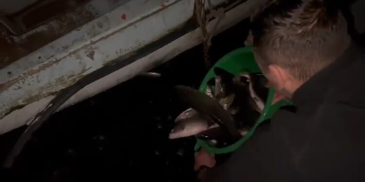 Браната Гратче и Прибачевска Бара порибени со 250 килограми крупен крап и клен