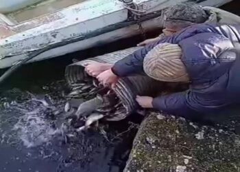 СРЗЕК „Кочански рибар“ пушти 100 килограми подмладок од крап во браната Гратче