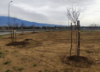 Се засадуваат нови садници во Кочани, каква ќе биде безбедноста во сообраќајот со дрвја во кружен тек?