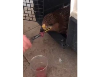 Закрепнува царскиот орел што го спасија кочанските пожарникари