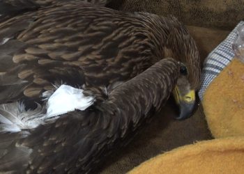 МЕД: Угинувањeто на царскиот орел потврдува дека недостасува Центар за рехабилитација на диви животни