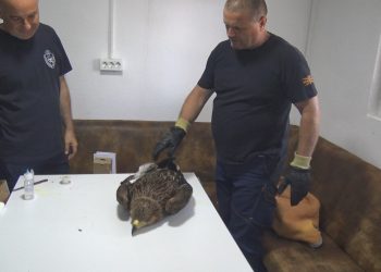 Пожарникарите од ДПД – Кочани спасија повреден и дезориентиран орел од загрозен вид