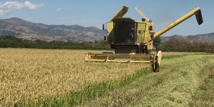 Почна жетвата на оризот во Кочанско, земјоделците незадоволни од откупните цени