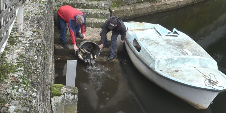 Здружението „Кочански рибар“ изврши порибување со 100 кг крап во браната Гратче и 20 кг пастрмка во Зрновка и Голема Река