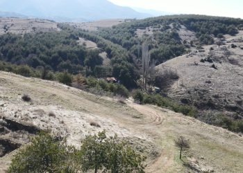 Ниту еден хектар земјиште во 2024 година не пошумила подружницата „Плачковица“ – Виница поради законски недоследности