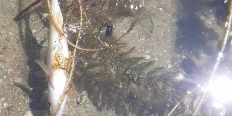 Помор на риба од видот костреж регистрирале кочанските риболовци во браната Гратче