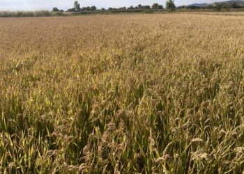 Општина Кочани ќе го награди најуспешниот оризопроизводител во рамки на манифестацијата „Денови на кочанскиот ориз“