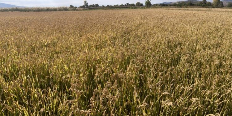 Општина Кочани ќе го награди најуспешниот оризопроизводител во рамки на манифестацијата „Денови на кочанскиот ориз“