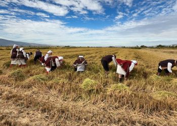 Општина Кочани организираше рачно зажнејување во рамки на Деновите на кочанскиот ориз, Ленче Стојанова доби признание за најдобар оризопроизводител