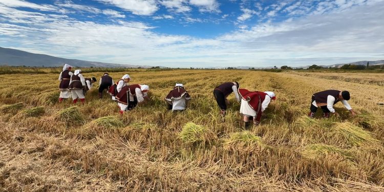 Општина Кочани организираше рачно зажнејување во рамки на Деновите на кочанскиот ориз, Ленче Стојанова доби признание за најдобар оризопроизводител