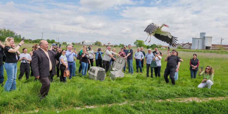 Кочанската Котлина останува клучно живеалиште за белиот штрк во Македонија